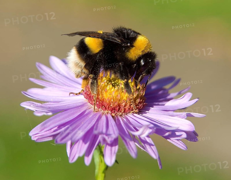 Dark Earth Bumblebee on Aster