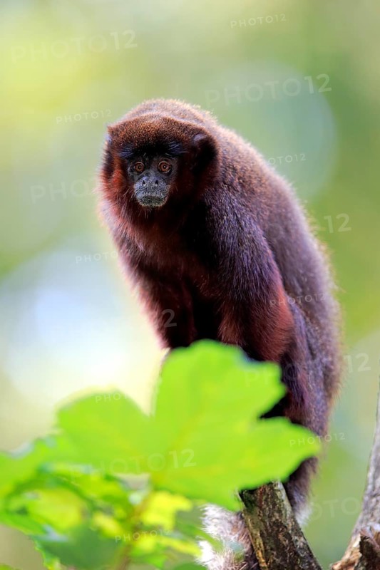 Coppery titi