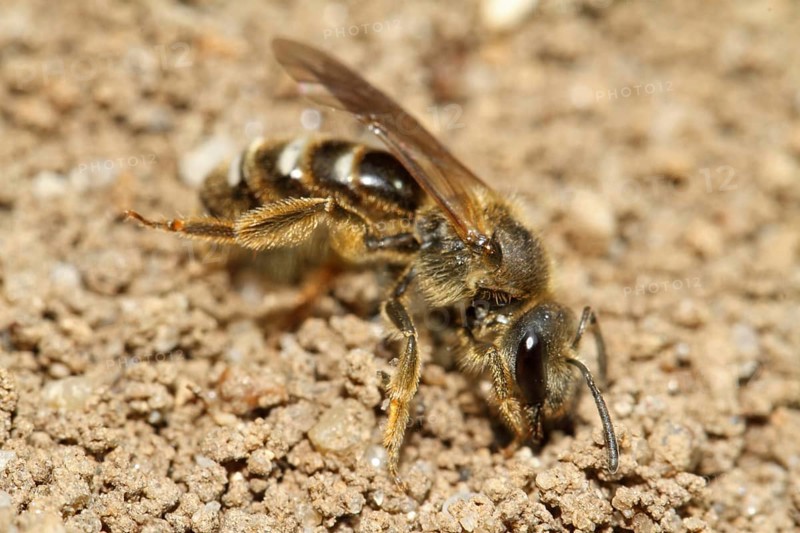 Common sand bee