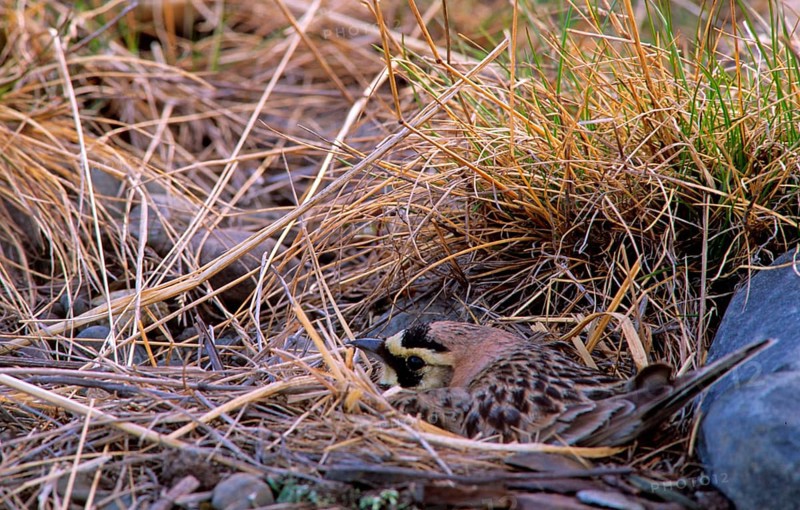 Shore Lark