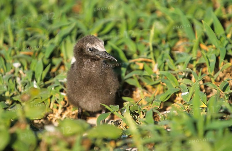 Brown noddy