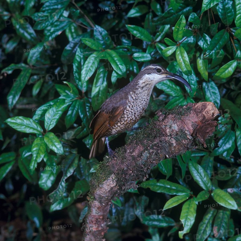 Paradise riflebird