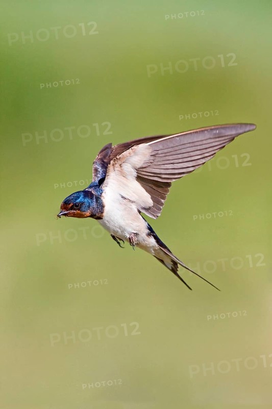 Barn swallow