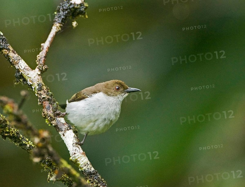 Buzzing Flowerpecker