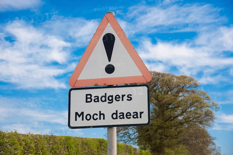 Badger