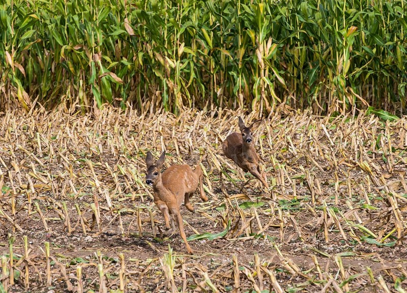 Western european roe deer