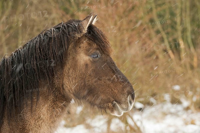 Konik horse
