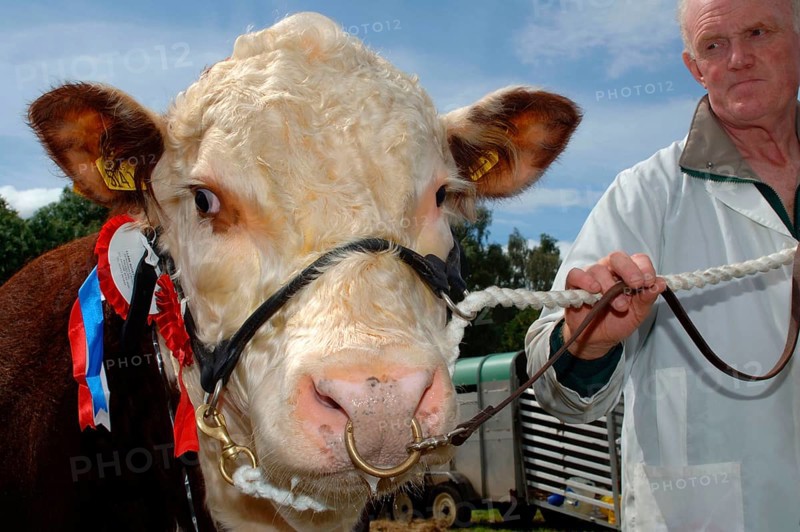 Domestic cattle