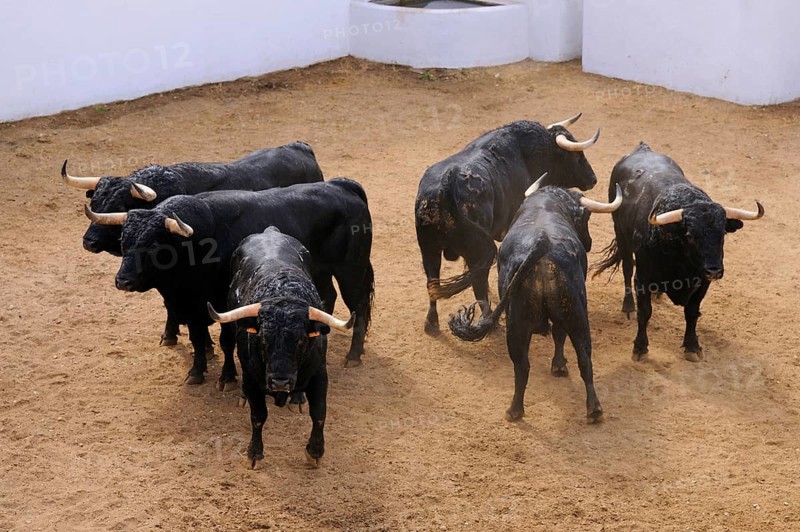 Bullfighting