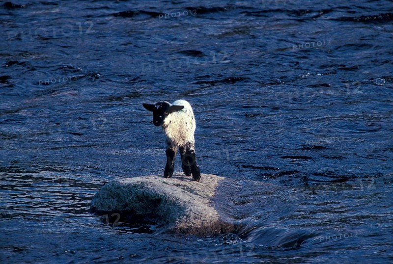 Sheep