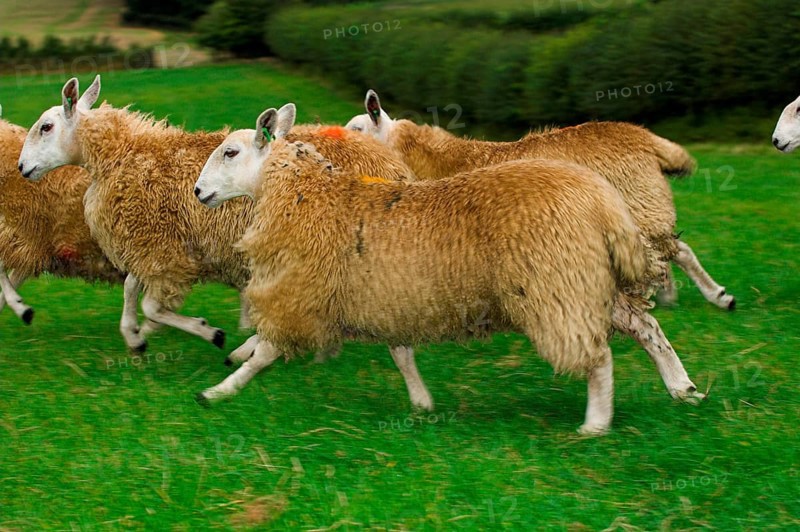 Domestic Sheep
