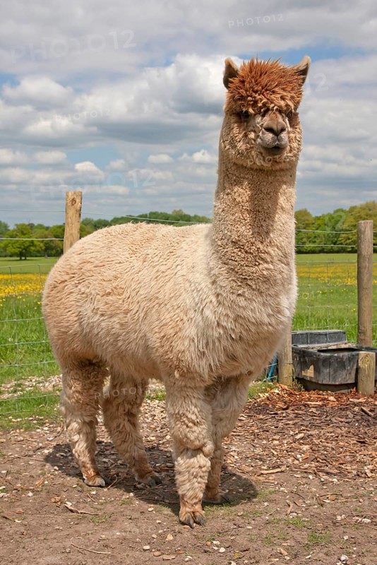 Alpaca