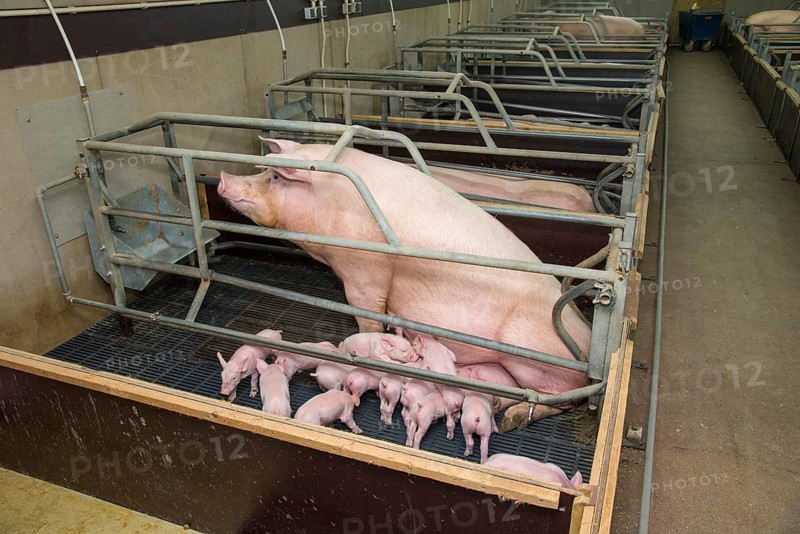 Pig farming