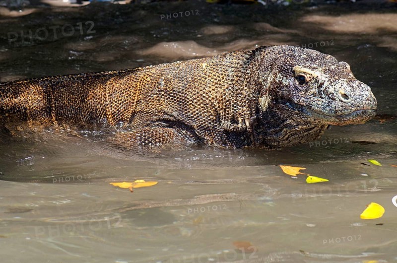 Adult komodo dragon