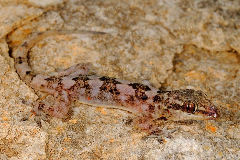 Grant's Leaf-toed Gecko