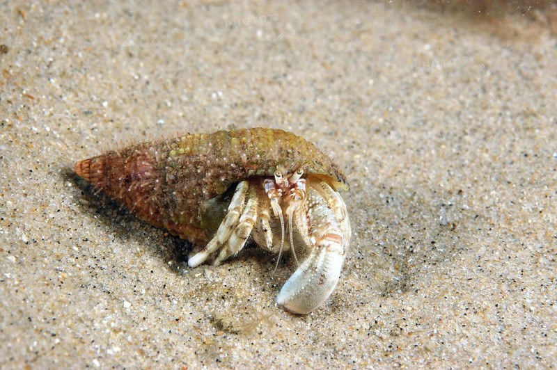 Mediterranean Sand Coast Hermit Crab