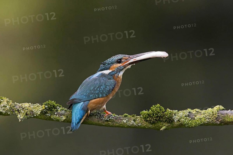 Common kingfisher