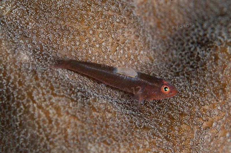 Shortnose goby