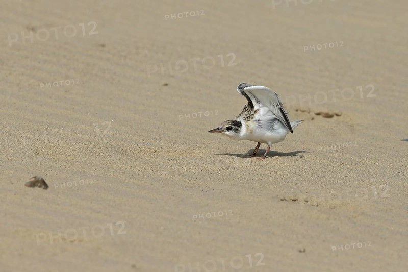 Little Tern