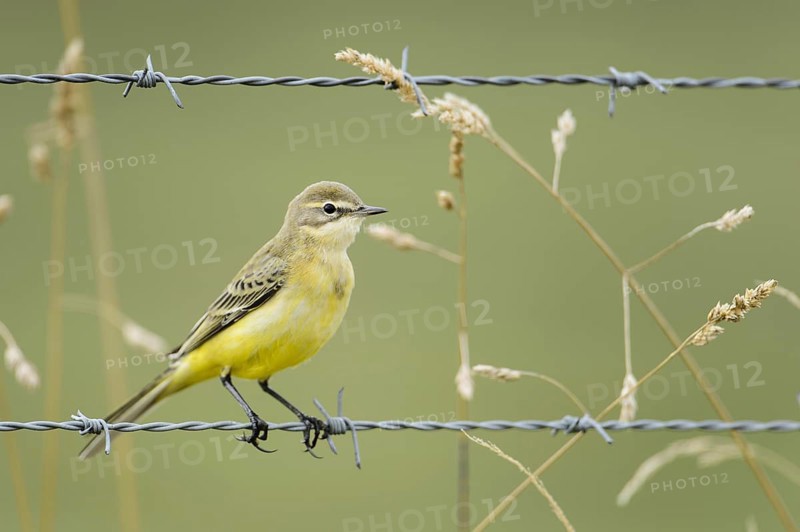 Yellow wagtail