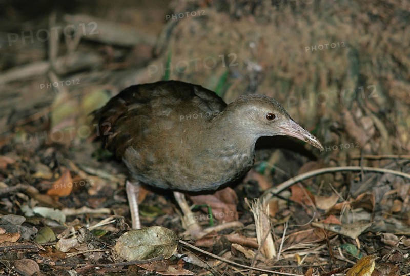 Lord Howe Island Chicken