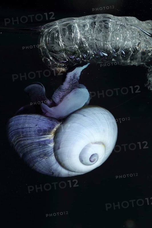 Violet sea-snail
