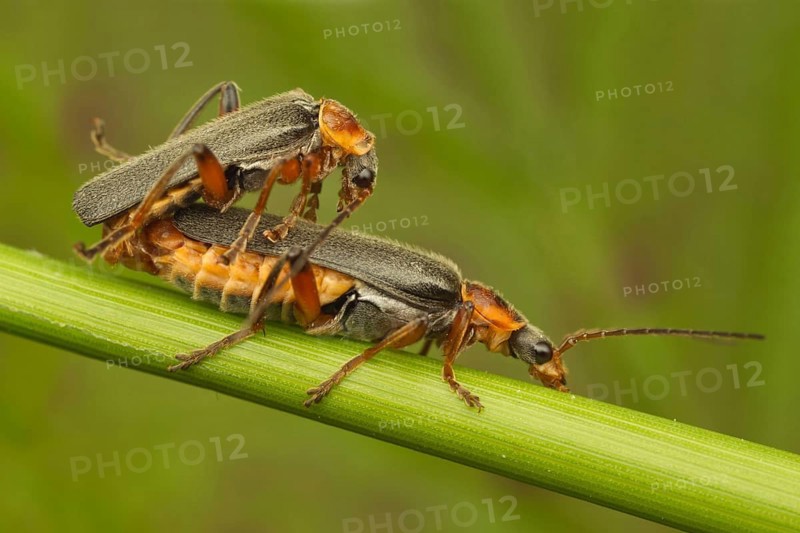 Soldier Beetle