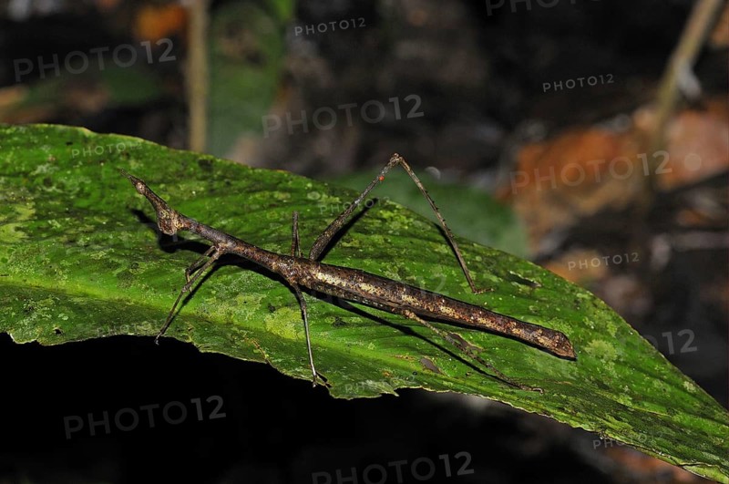 Horse-headed grasshopper