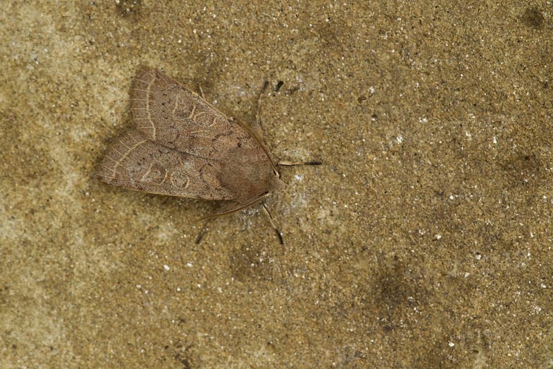 Common Quaker