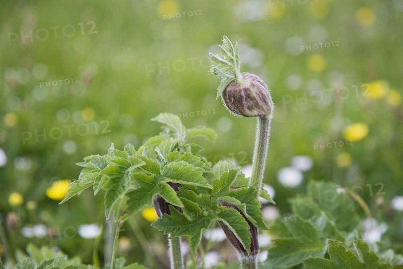 Wild wild angelica