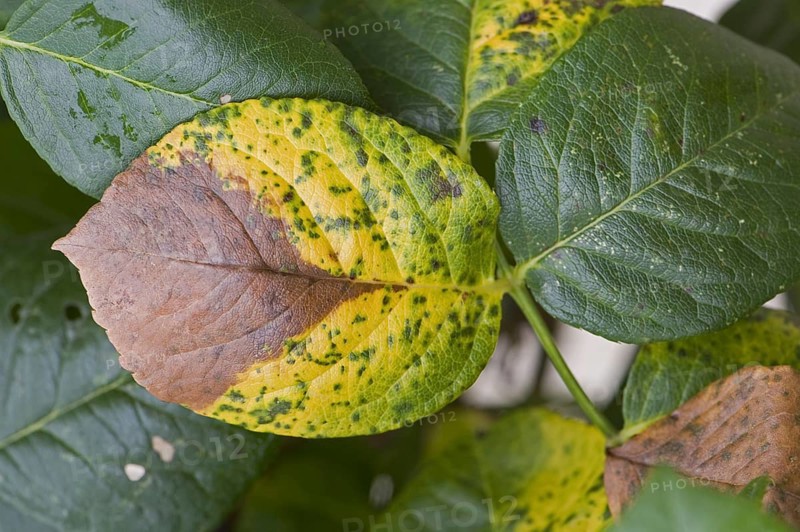 Grey mould