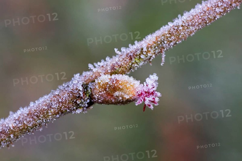 Common common hazel