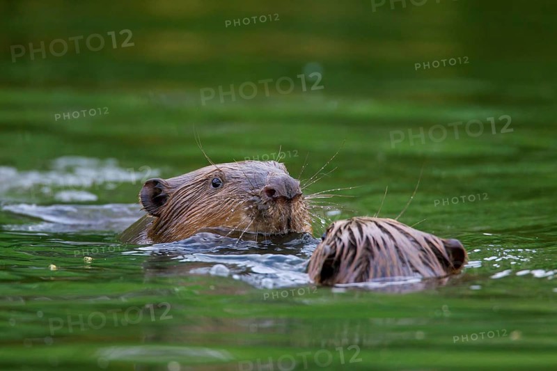 Close-up of two Eurasian beavers