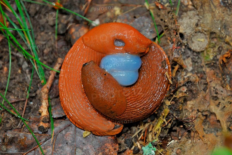Slug