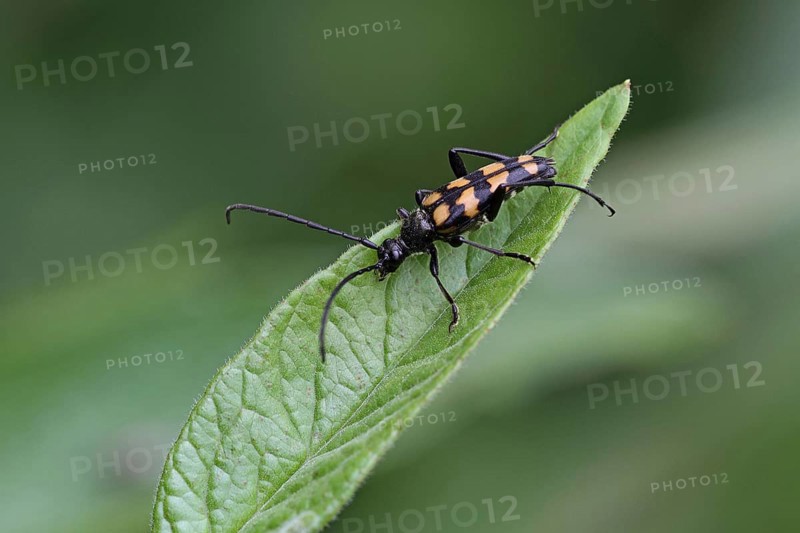 Double banded longhorn beetle