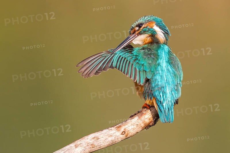 Kingfisher