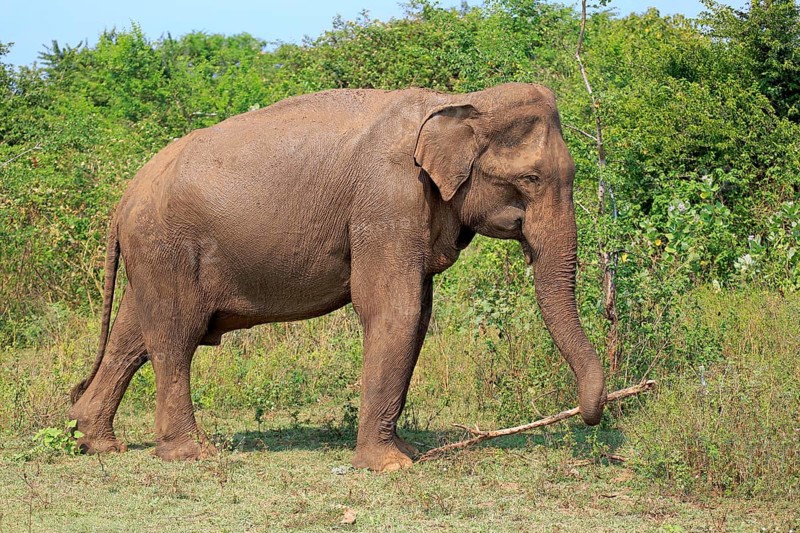 Sri lankan elephant