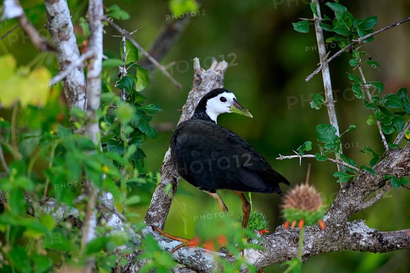White-breasted water-hen