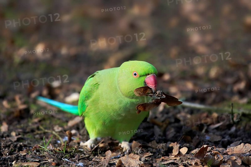 Rose-ringed parakeet
