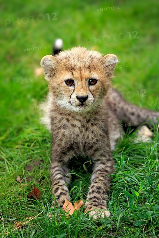Sudan Cheetah