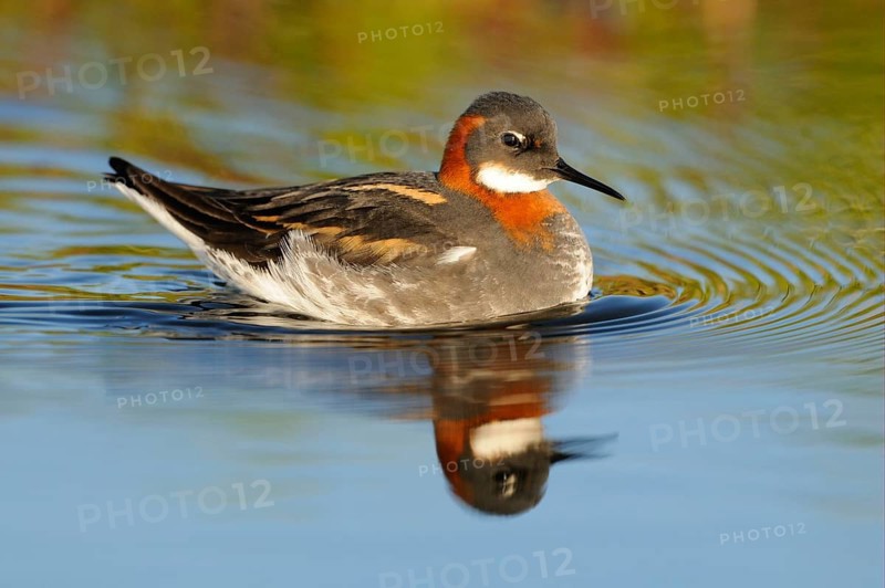 Red-necked Phalarope