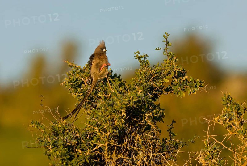 White-backed Mousebird