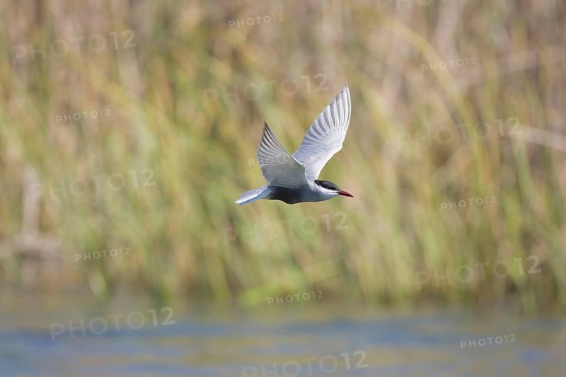 Whiskered Tern