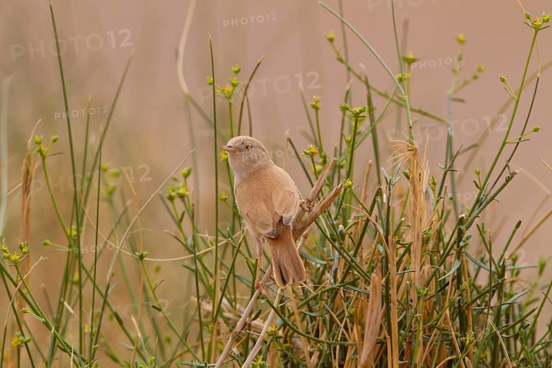 African Desert Warbler