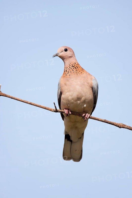 Palm Dove