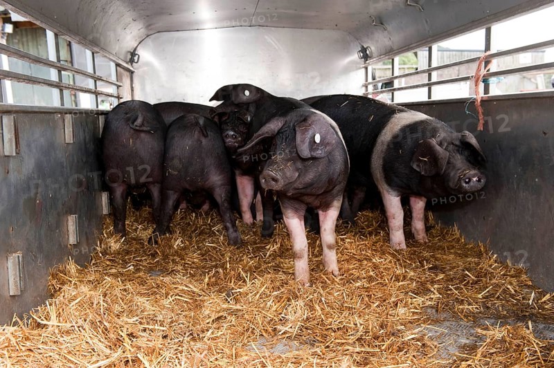 Domestic pig