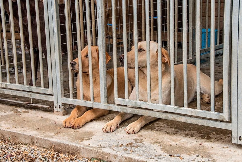 Yellow Labradors in an outdoor kennel