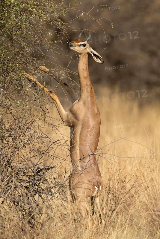 Gerenuk