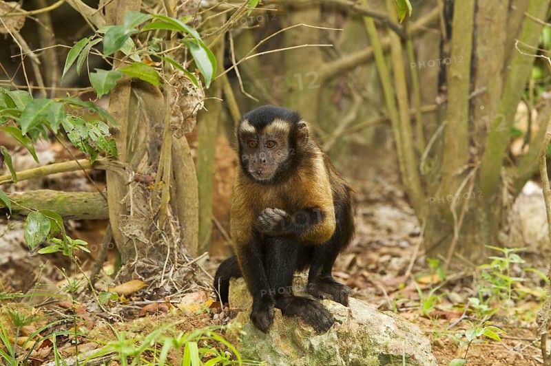 Brown Capuchin