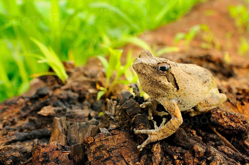 Southern Foam-nest Treefrog